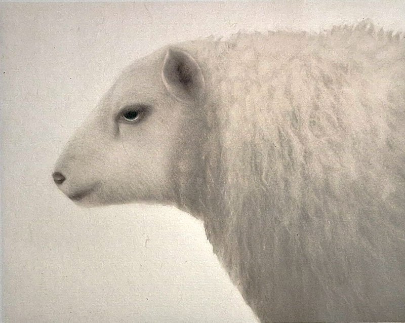 Mouton 19.jpg