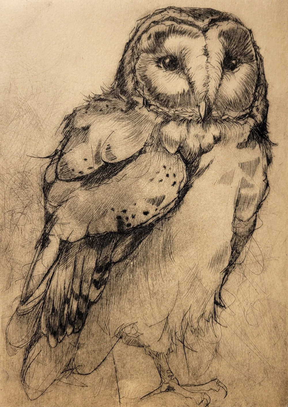 A_Tether_to_My_Heart__Barn_Owl_.jpg