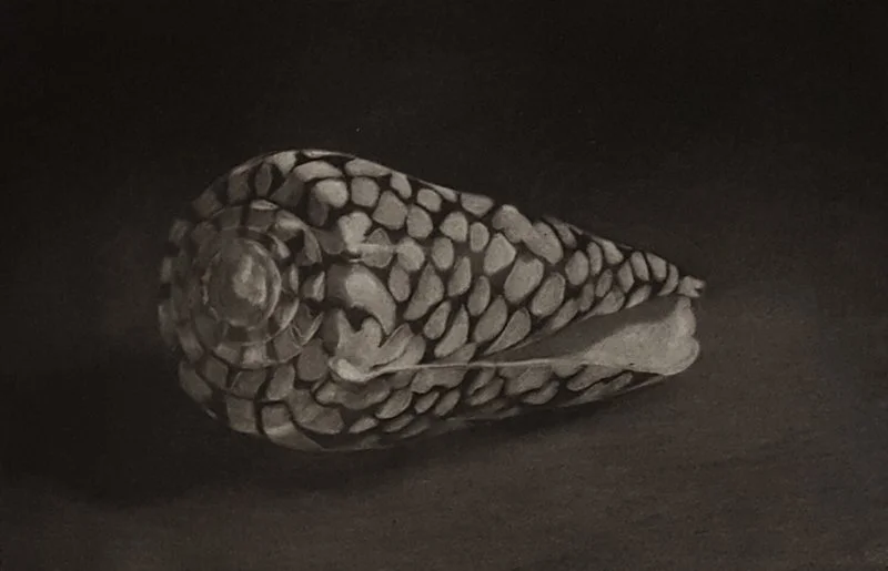 Rembrandt's_Shell.jpg