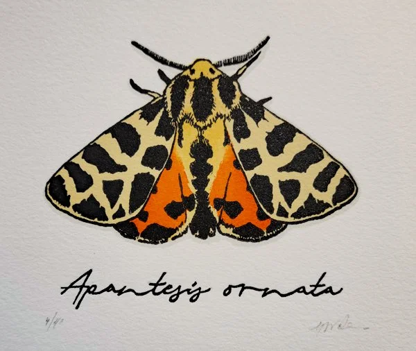 Ornate_Tiger_Moth.jpg