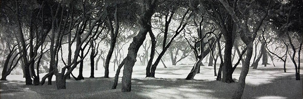 Summer Shade 181.jpg