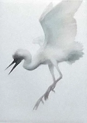 Heron bleu 14.jpg