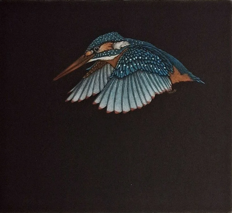 Kingfisher 2, 4.jpg