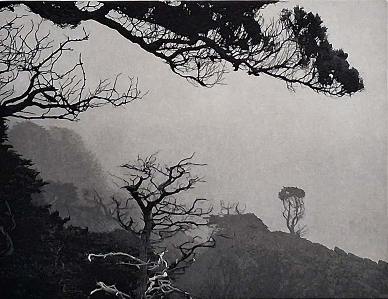 Pacific Fog AP V.jpg