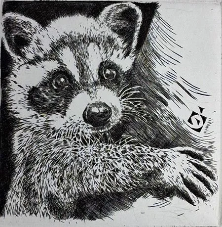 Raton-laveur (Raccoon)