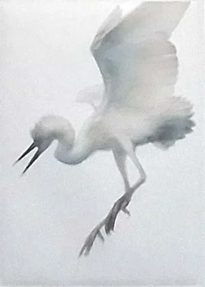 Héron bleu