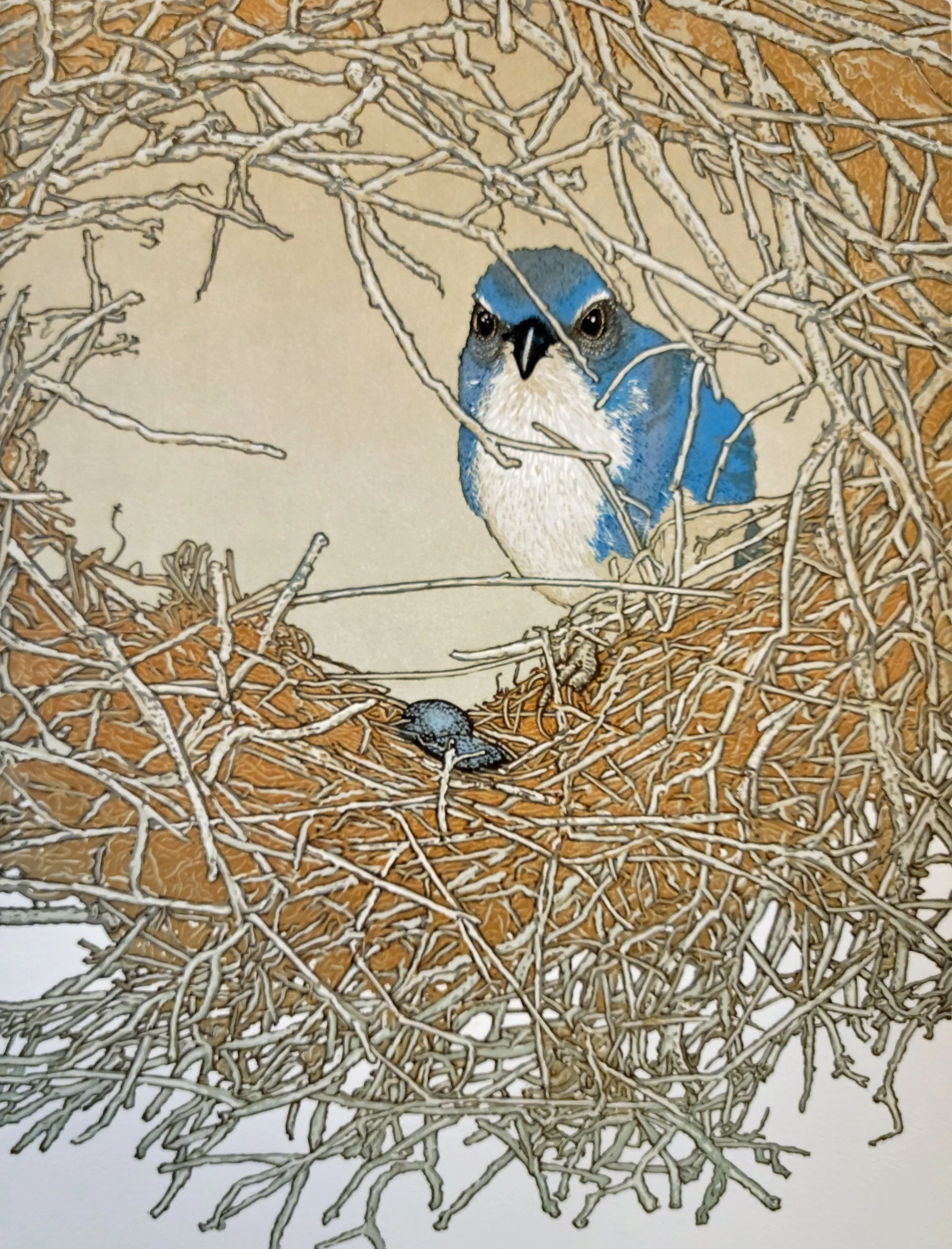 A reduction linoleum block print of a bluebird sitting in a nest made of twigs.