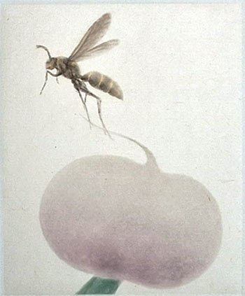 Radis 11.jpg