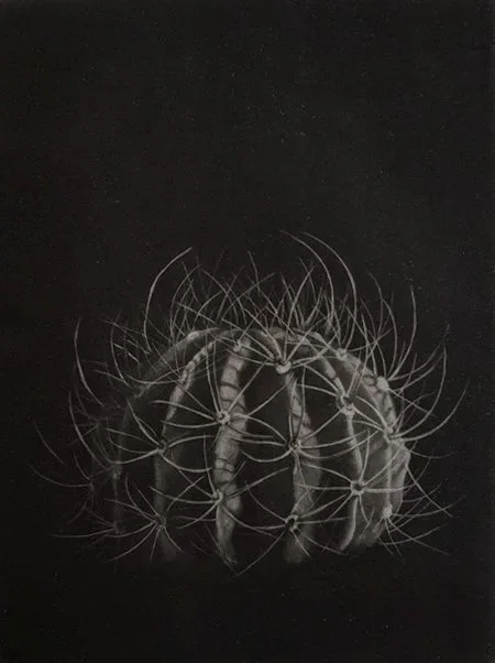 Cactus.jpg