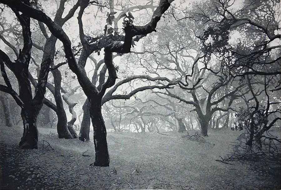 Oak Grove, 1 plate edition