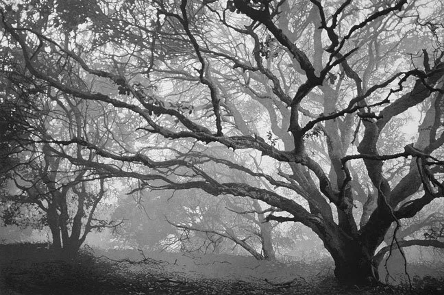 A black and white aquatint etching Oak trees in the winter on a foggy morning.e.