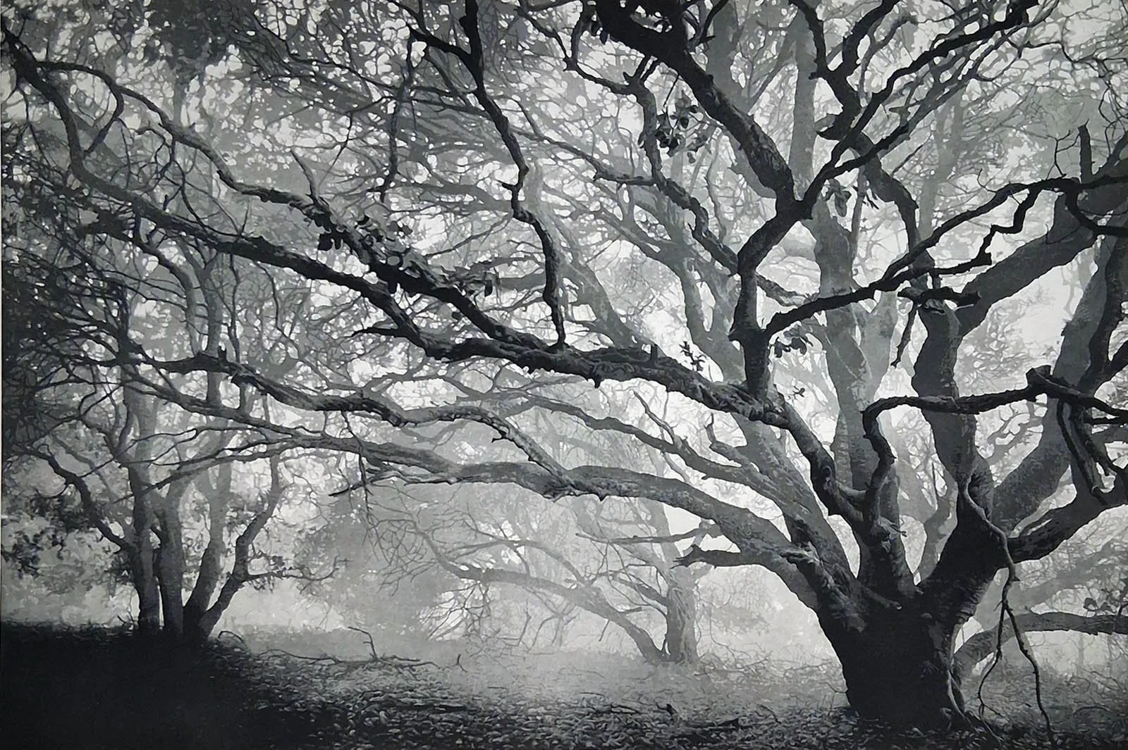 Winter Oaks 200, 1.jpg