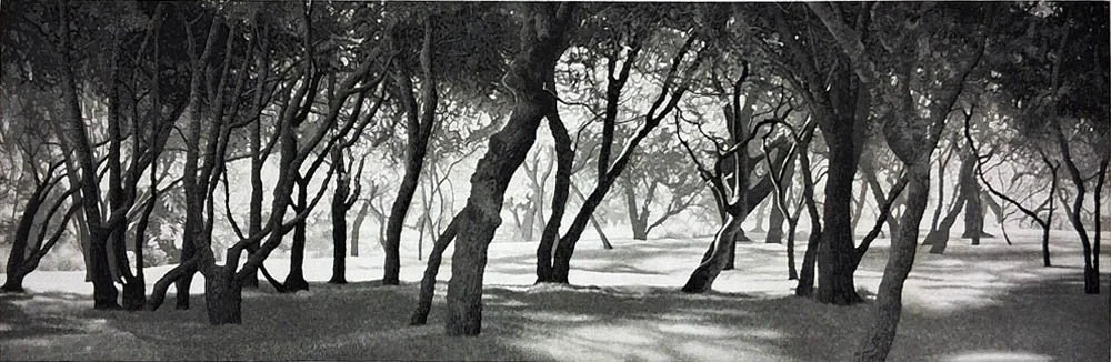 Summer Shade AP II.jpg