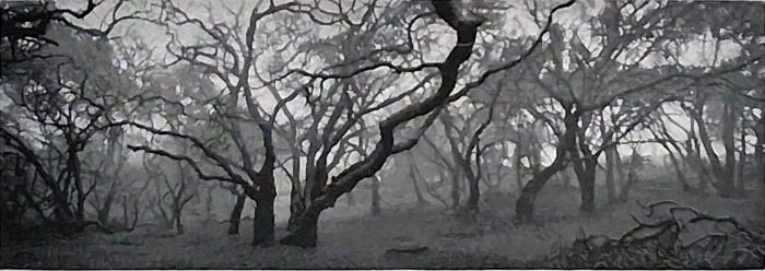 Petaluma Oaks 206, 2.jpg