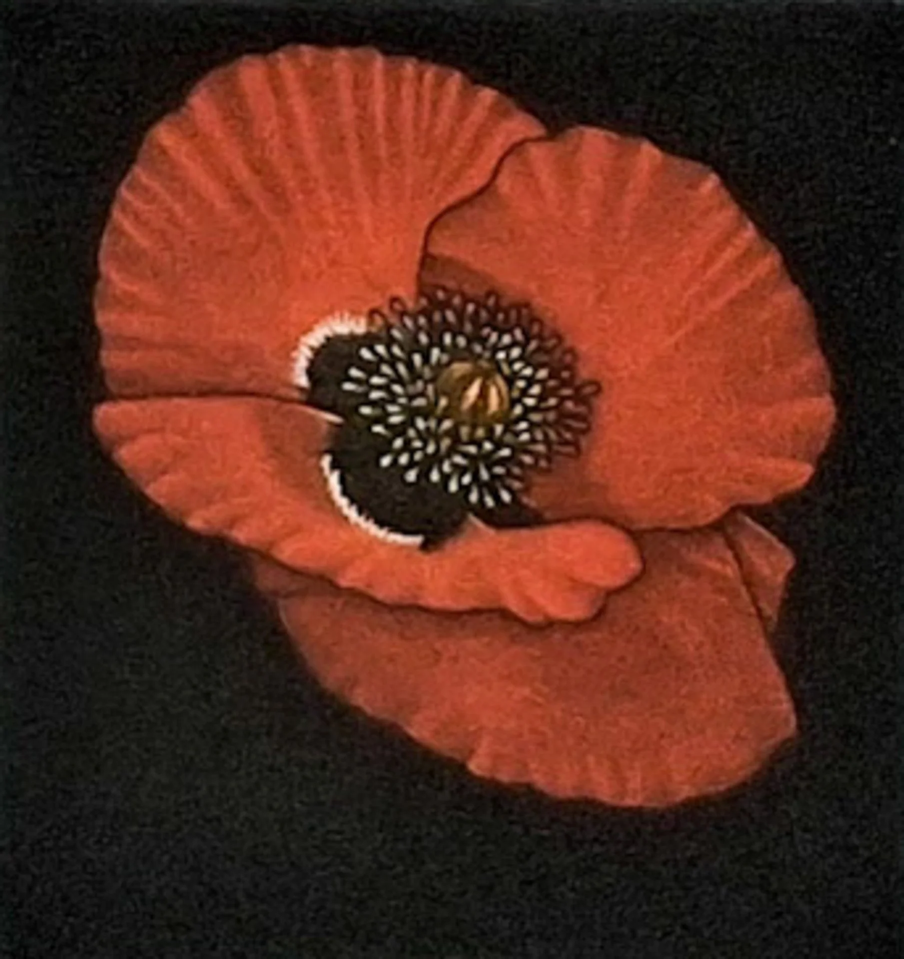 Coquelicot 5.jpg