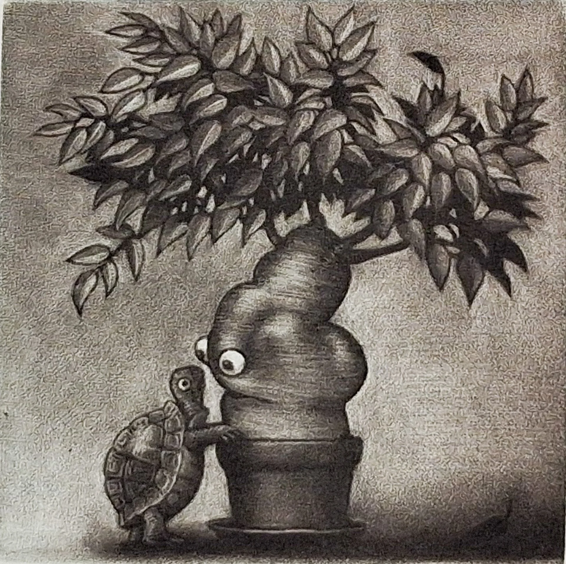 Tortue et Ficus 6.jpg