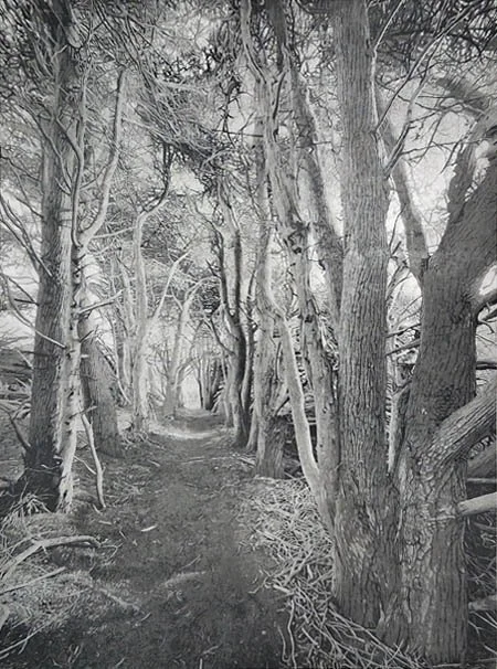 Cypress Trail 2, black edition.jpg