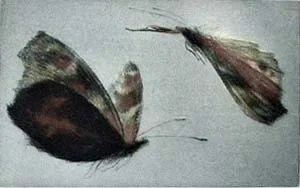 Deux paons (Two Peacocks)