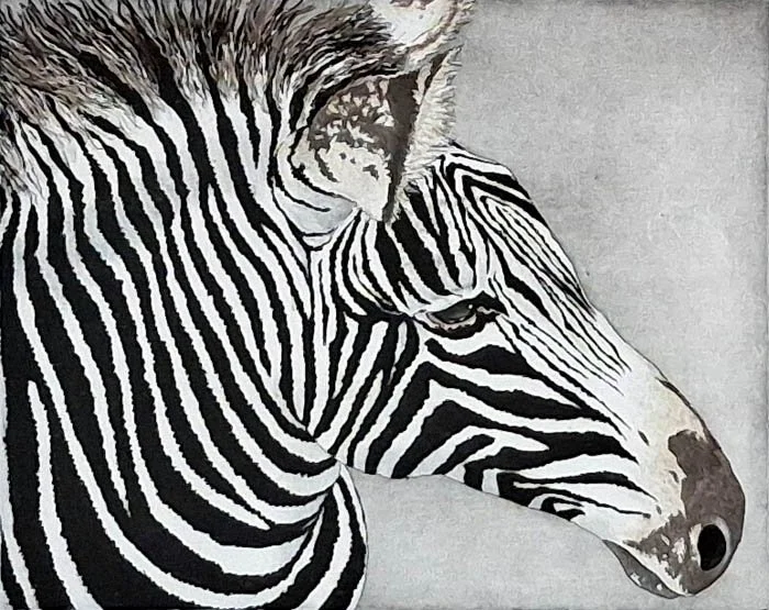 Grevy's Zebra