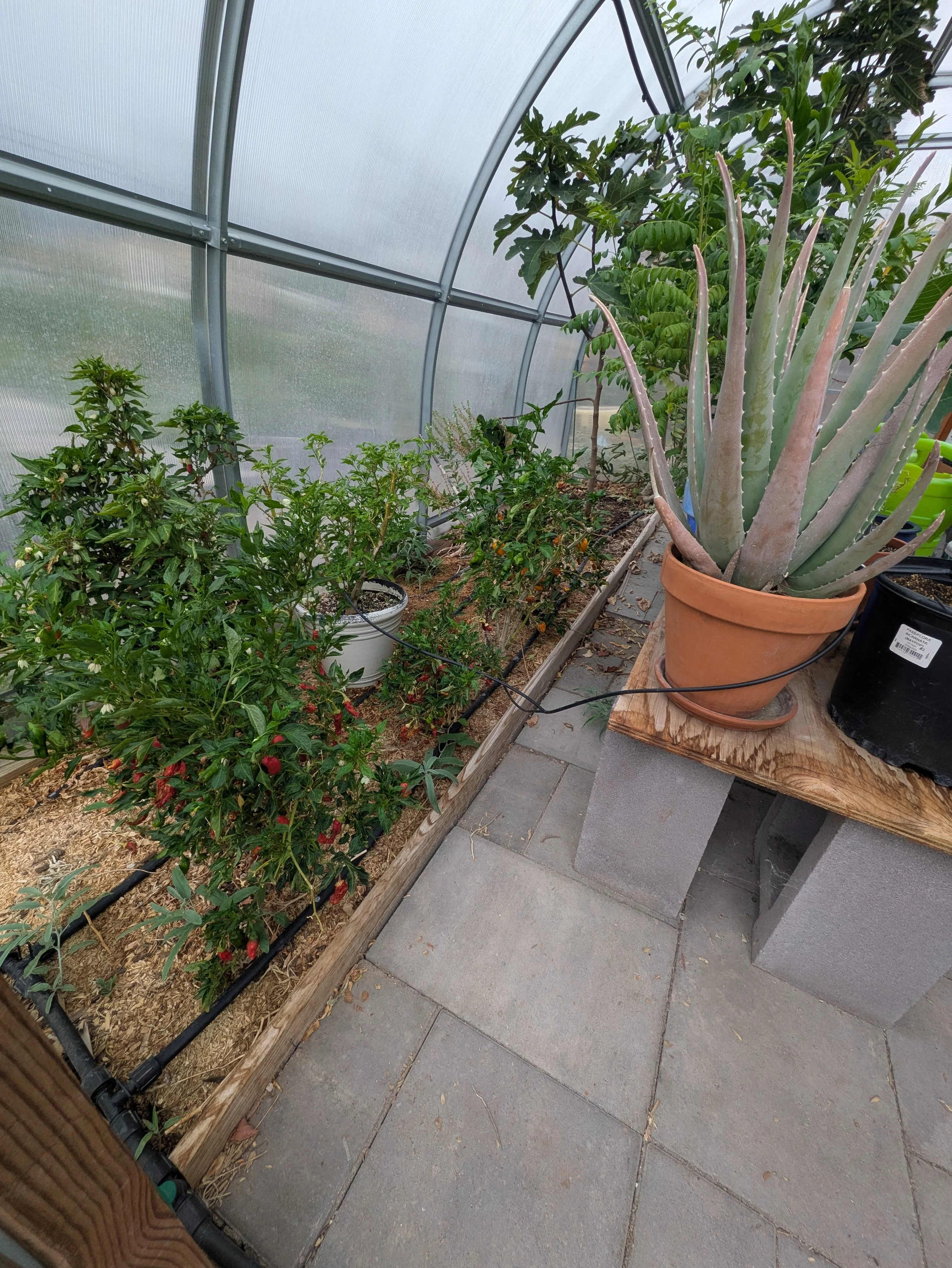What Is the Best Floor for a Greenhouse? Six Options Compared
