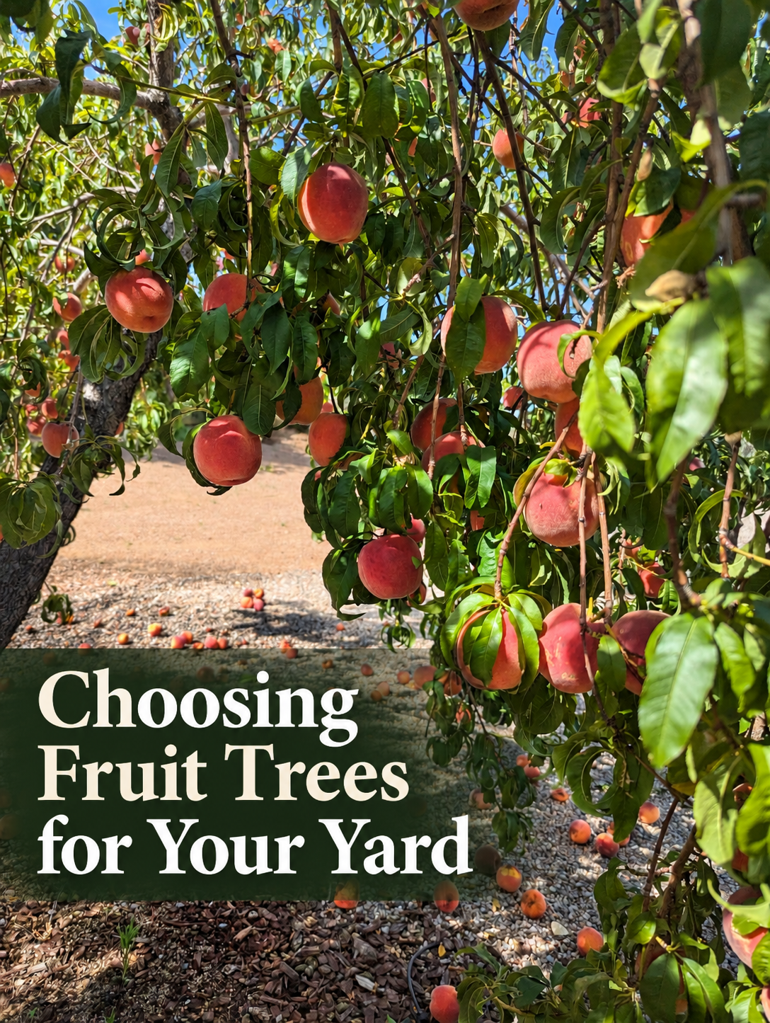 Best Fruit Trees to Grow in Albuquerque: Choosing for Your Yard