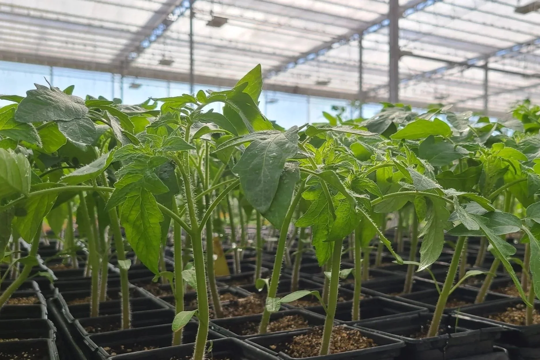 Tomato%2BSeedling%2BPicture.jpg