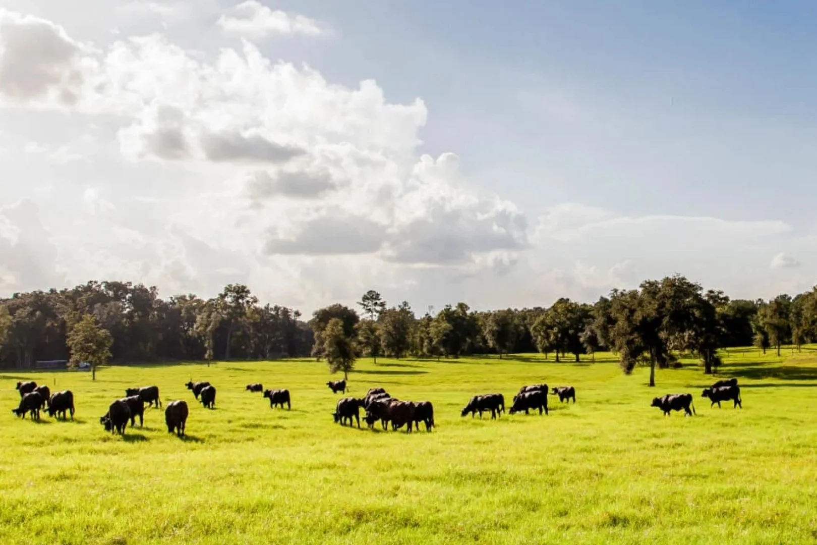 Cattle grazing on a green pasture with trees and clouds in the background.