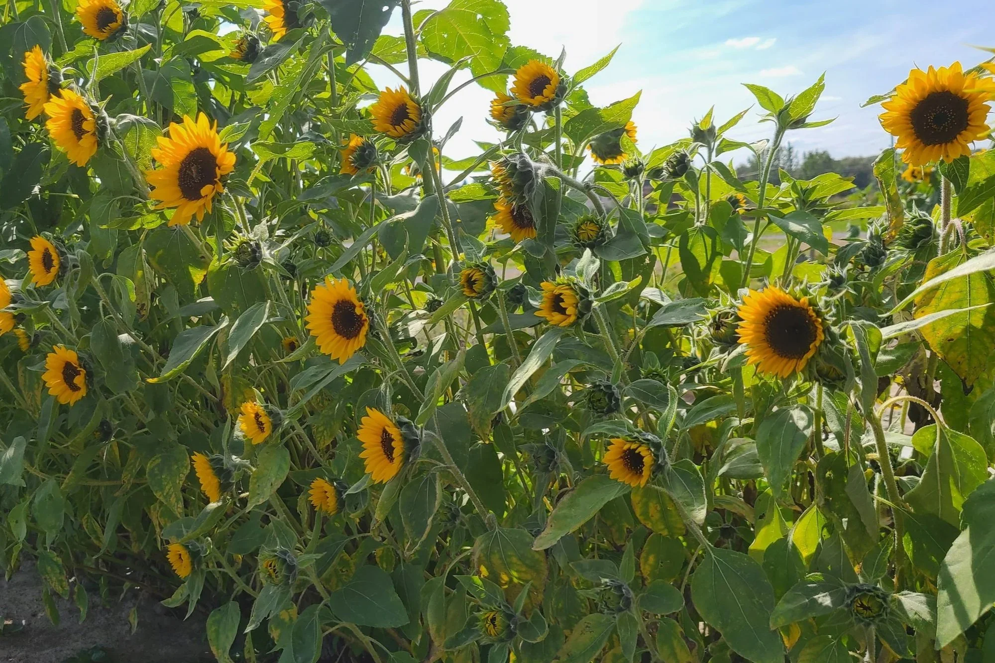 CG+Sunflower+wall.jpg