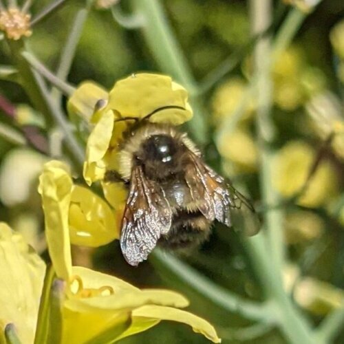 Sitka Bumble Bee (Bombus sitkensis)