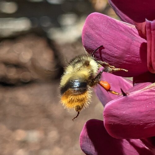 Fuzzy-Horned Bumble Bee (Bombus mixtus)