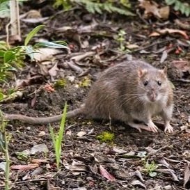 Norway Rat *** PLACEHOLDER
