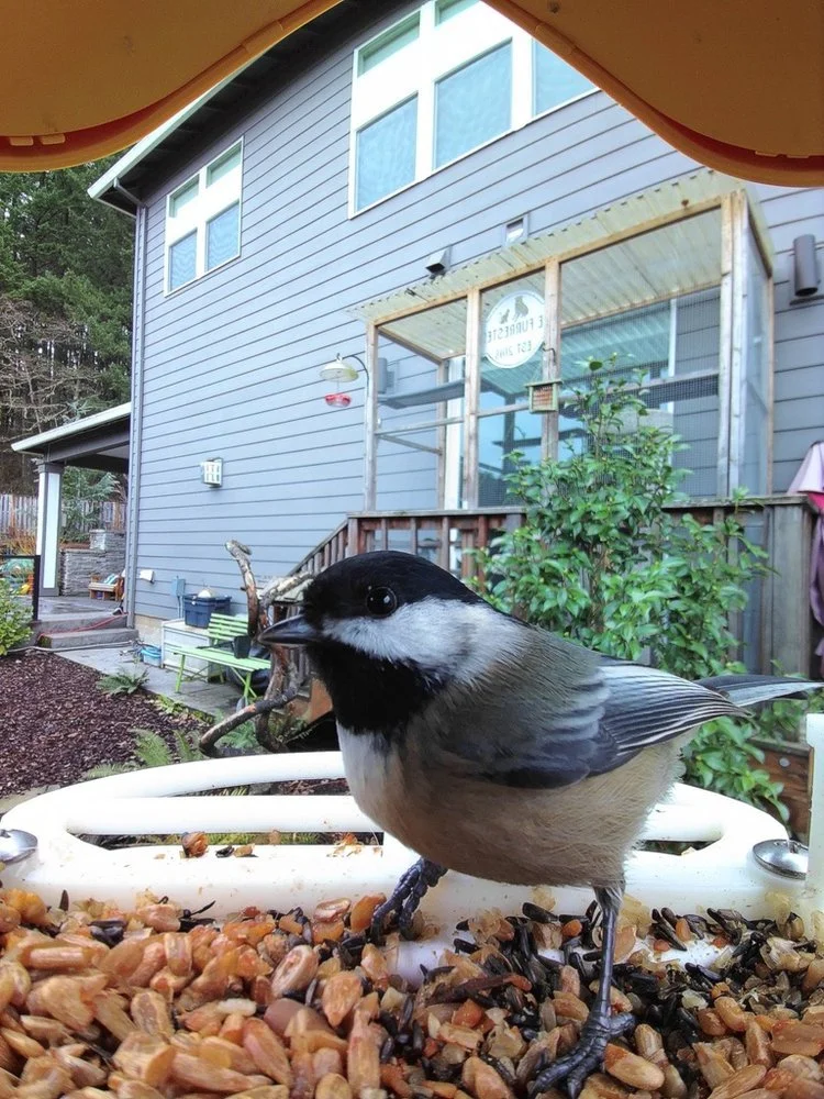Black-capped Chickadee