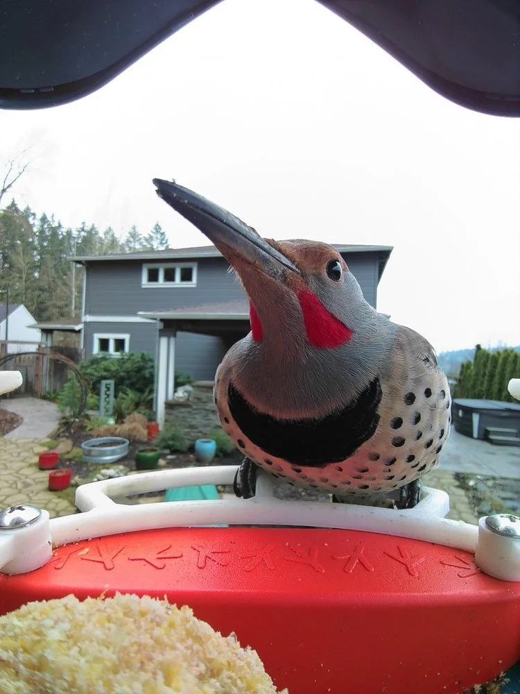 Northern Flicker