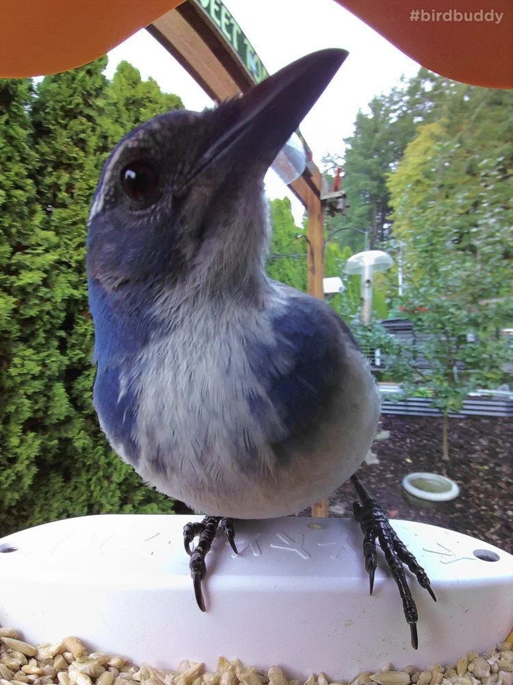 California Scrub Jay