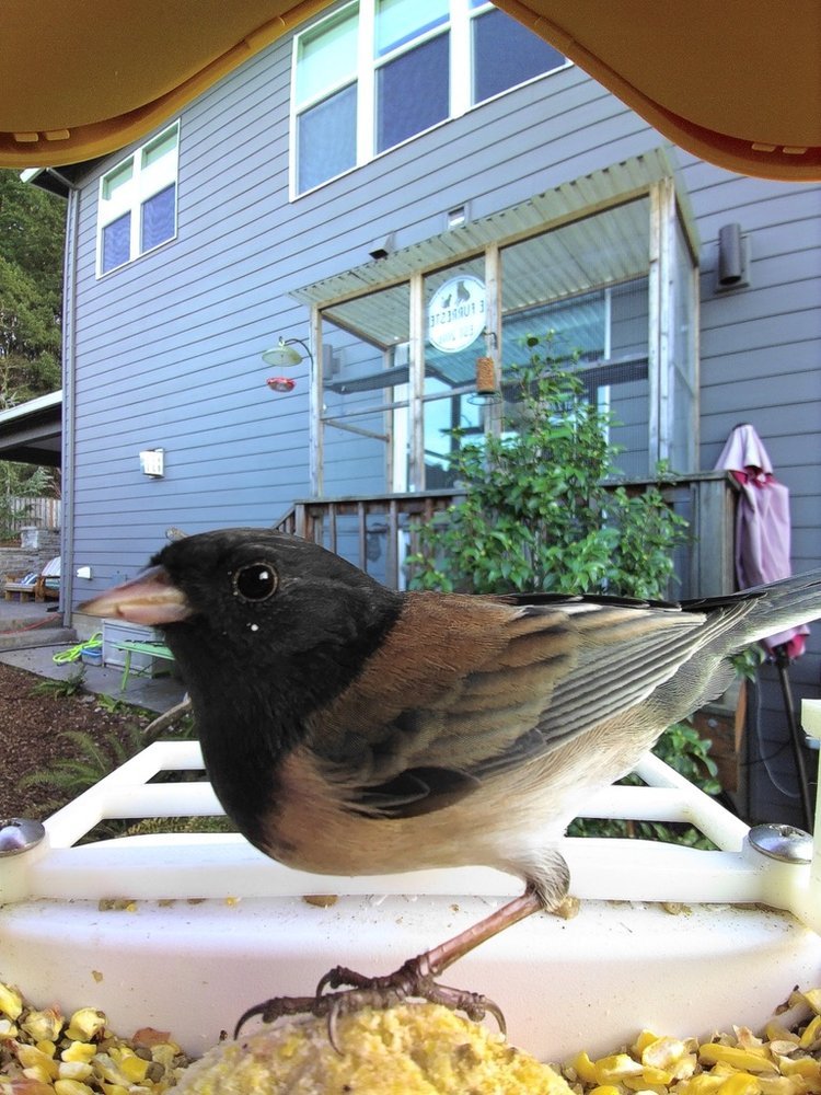 Dark-eyed Junco