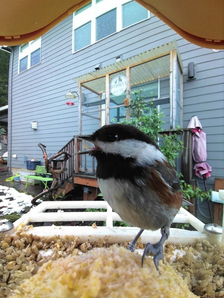 Chestnut-backed Chickadee