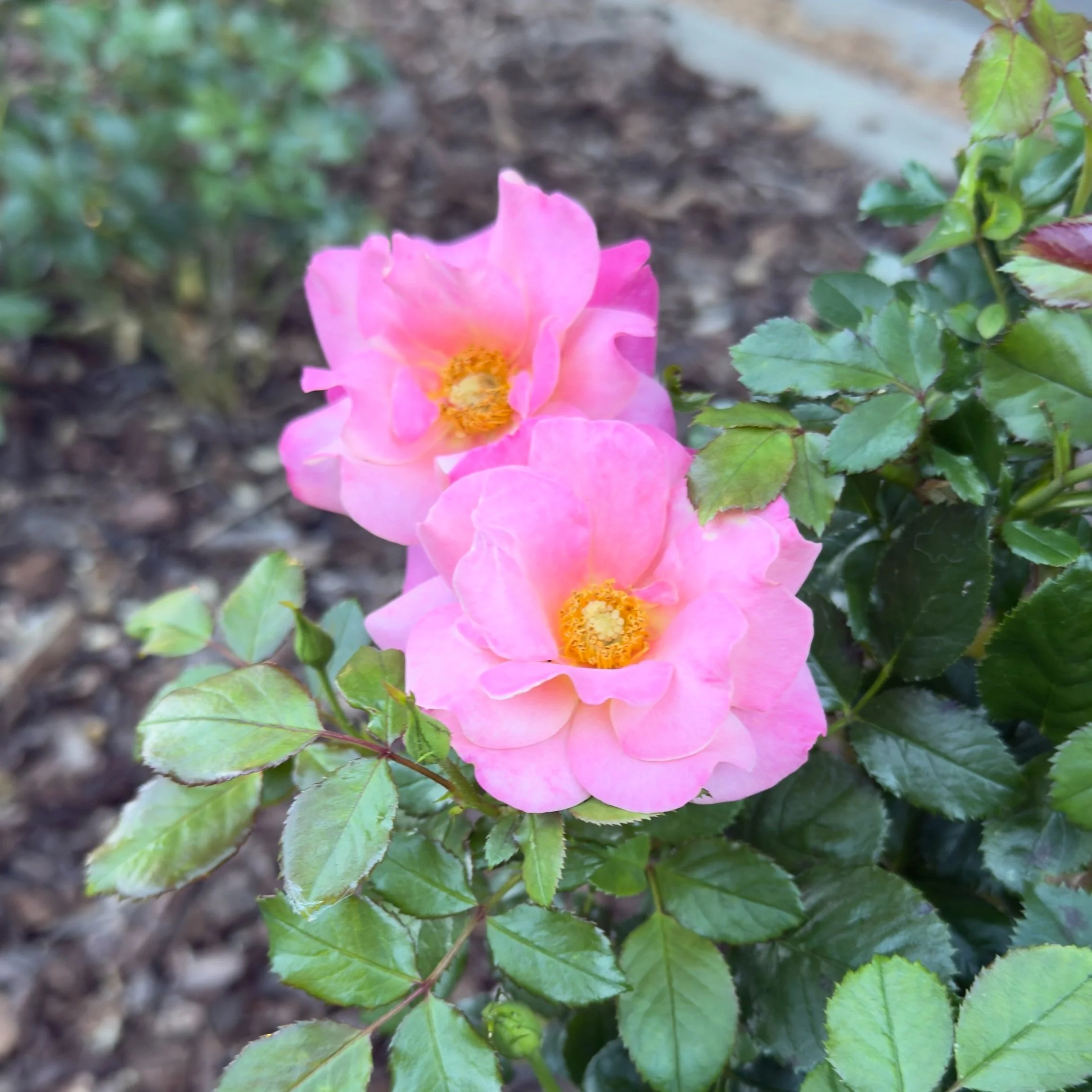 Polynesian Punch (floribunda - 2016)