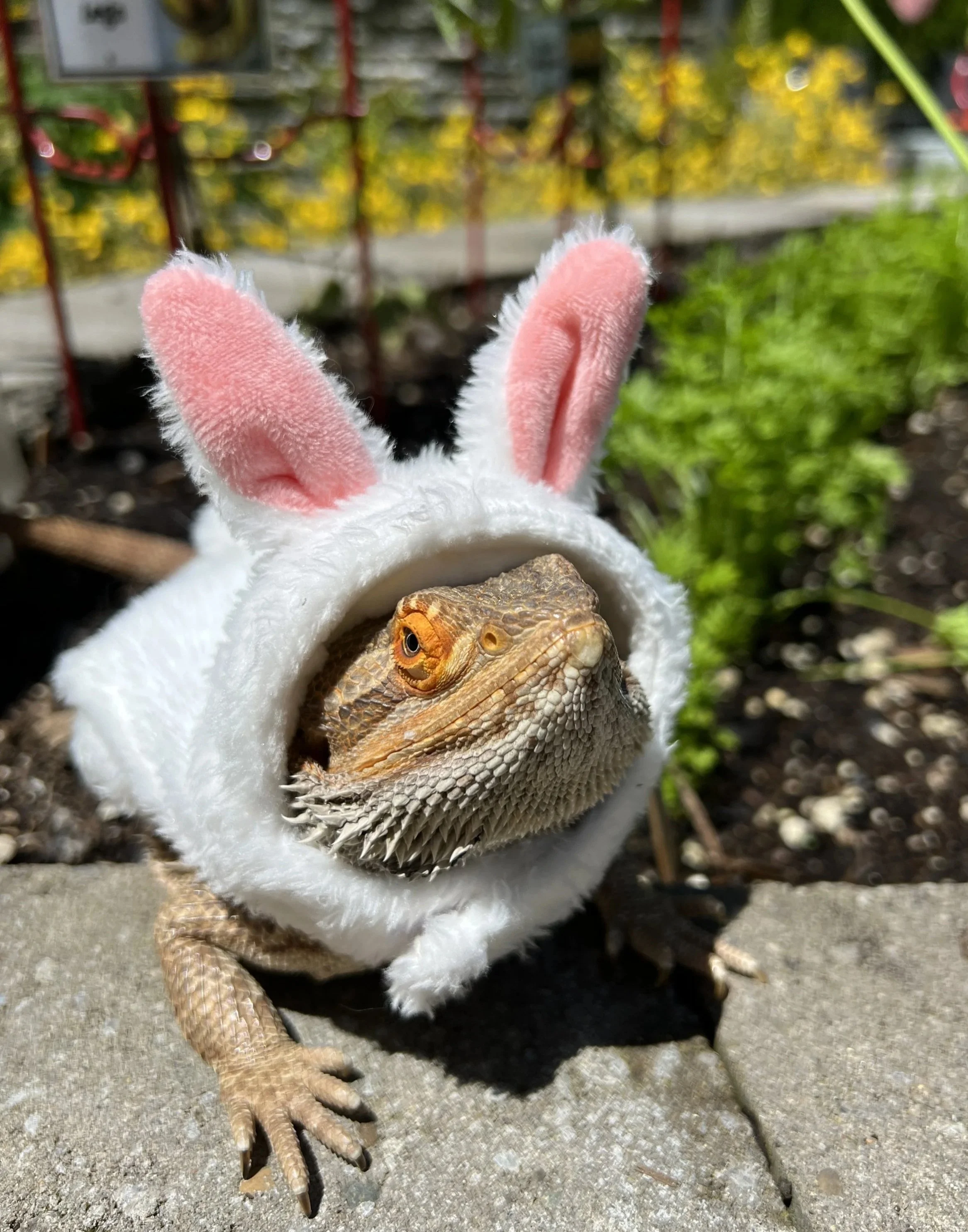 For me, every day is a good hare day.