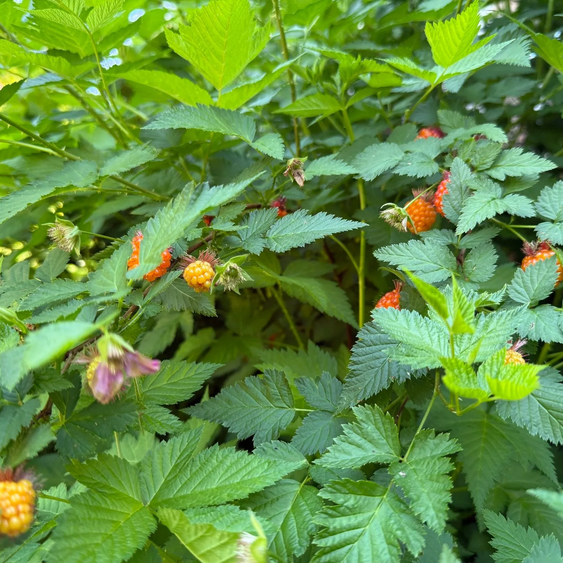 Salmonberry (Rubus spectabilis)