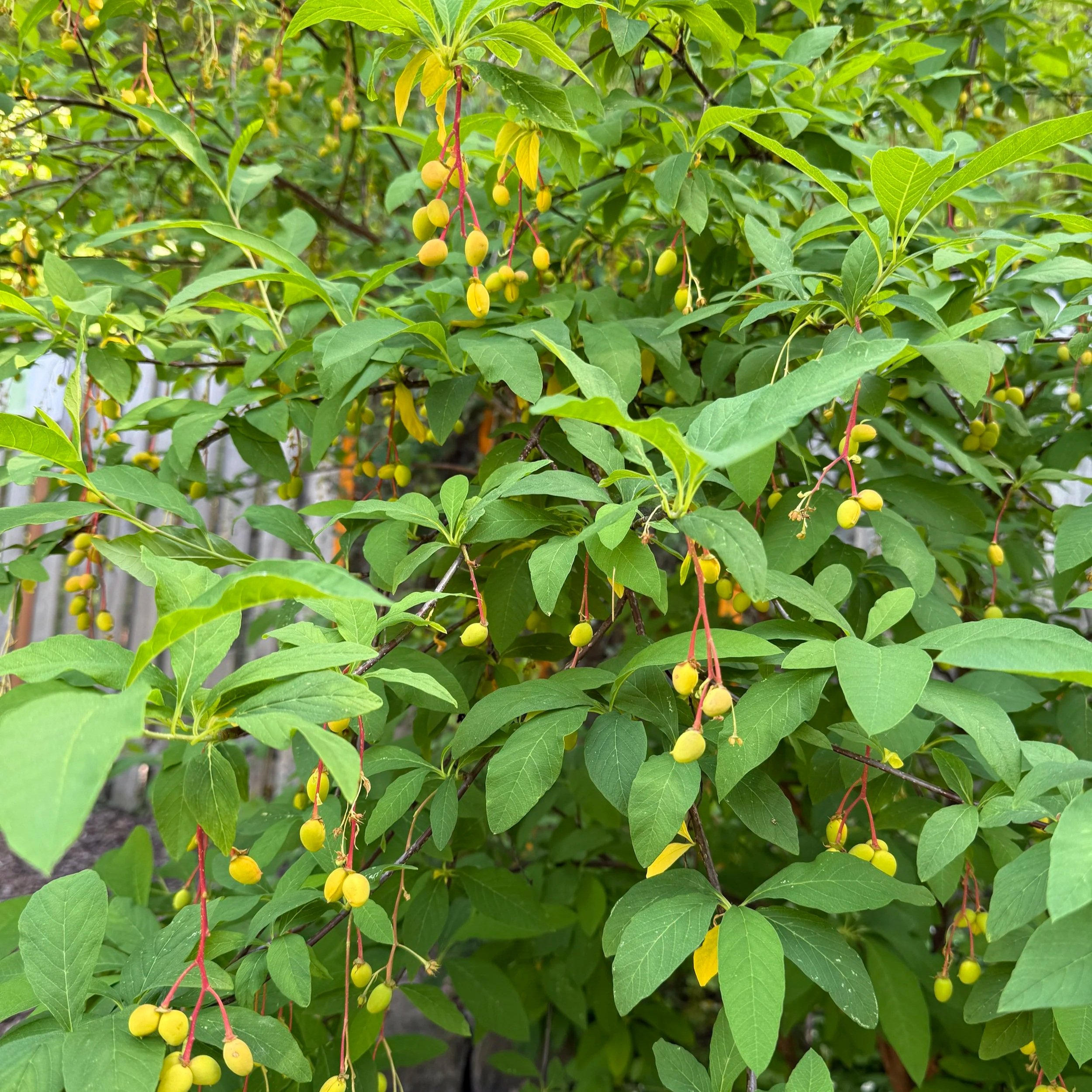 Osoberry (Osmaronia cerasiformis)