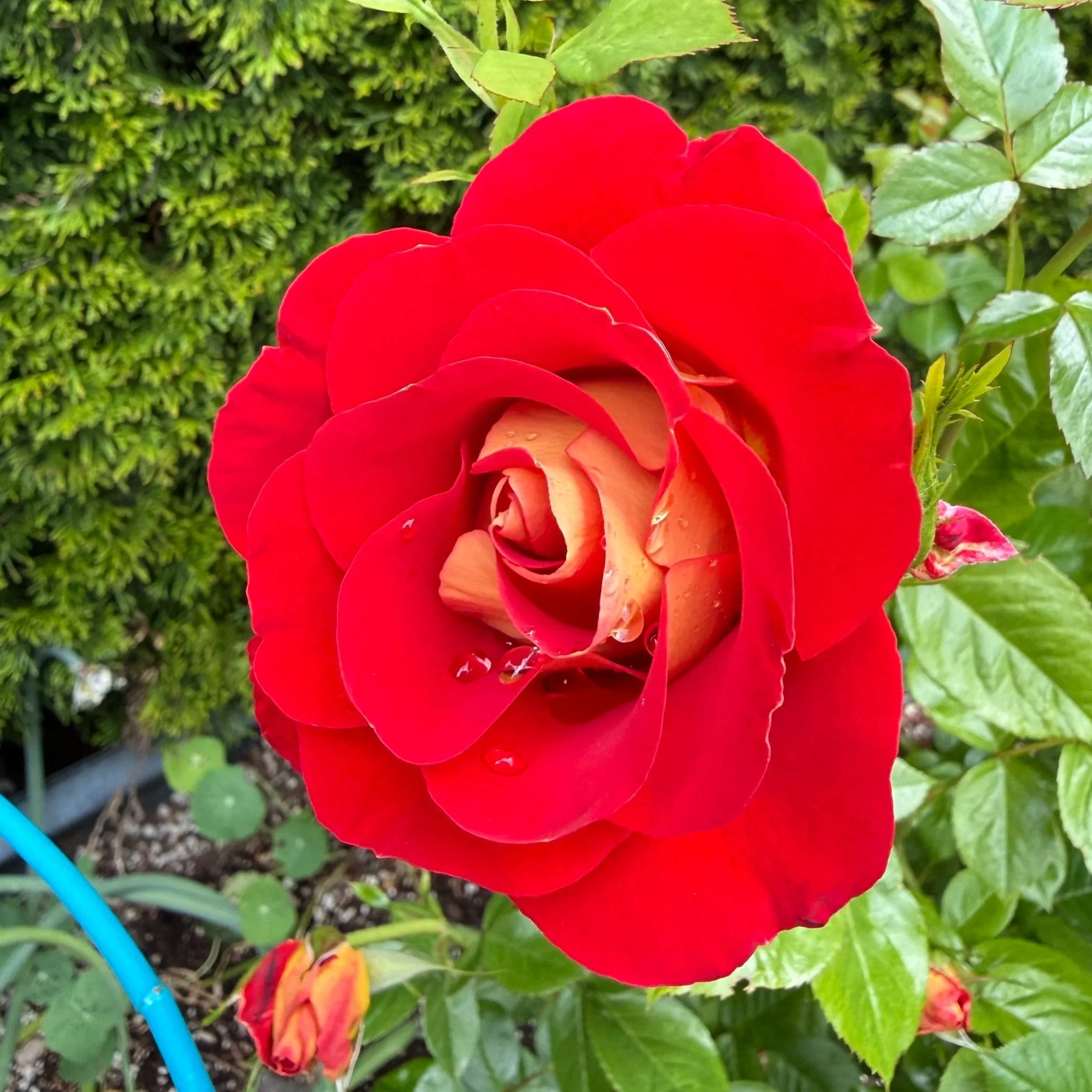 Ketchup & Mustard (floribunda - 2012)