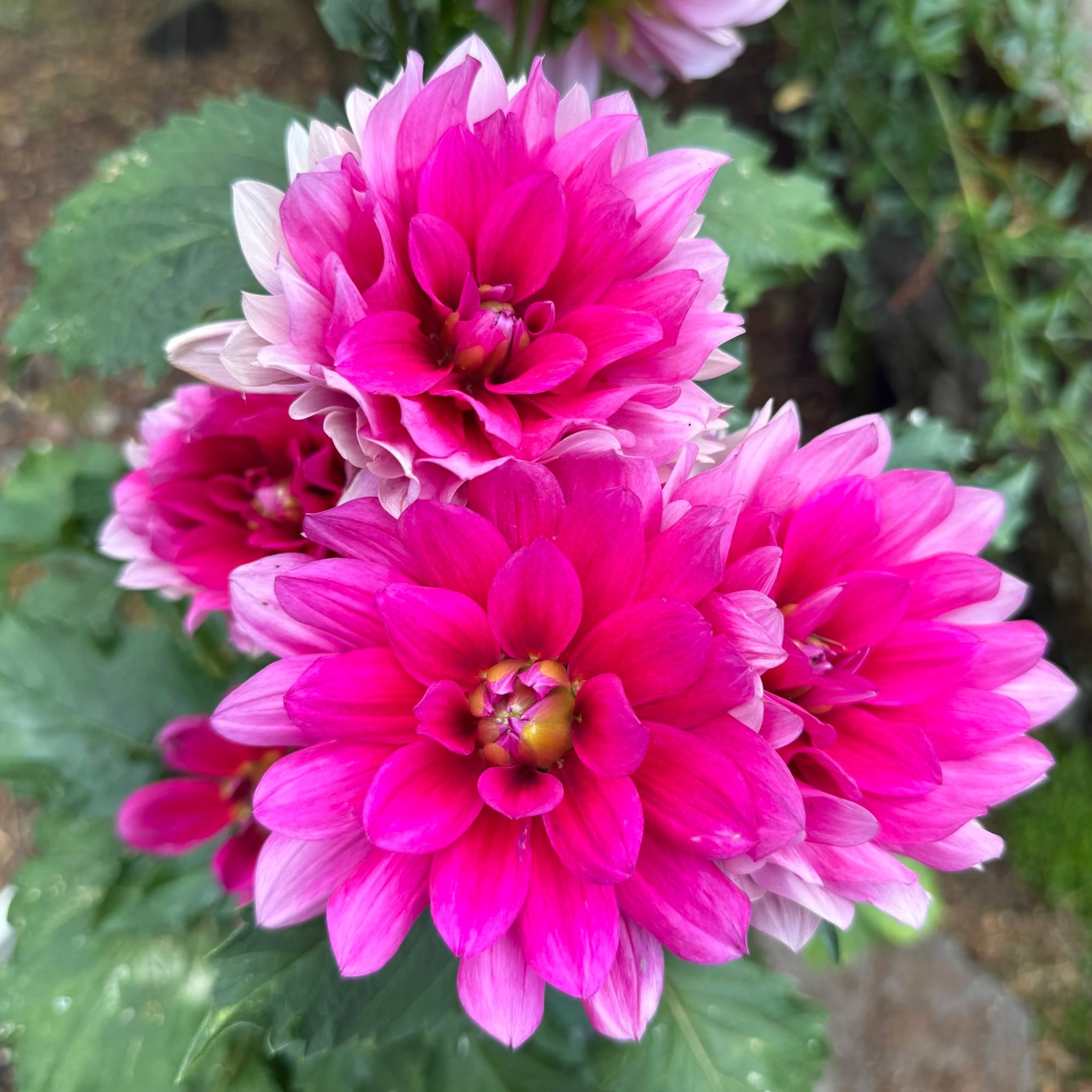 Pink Duchess