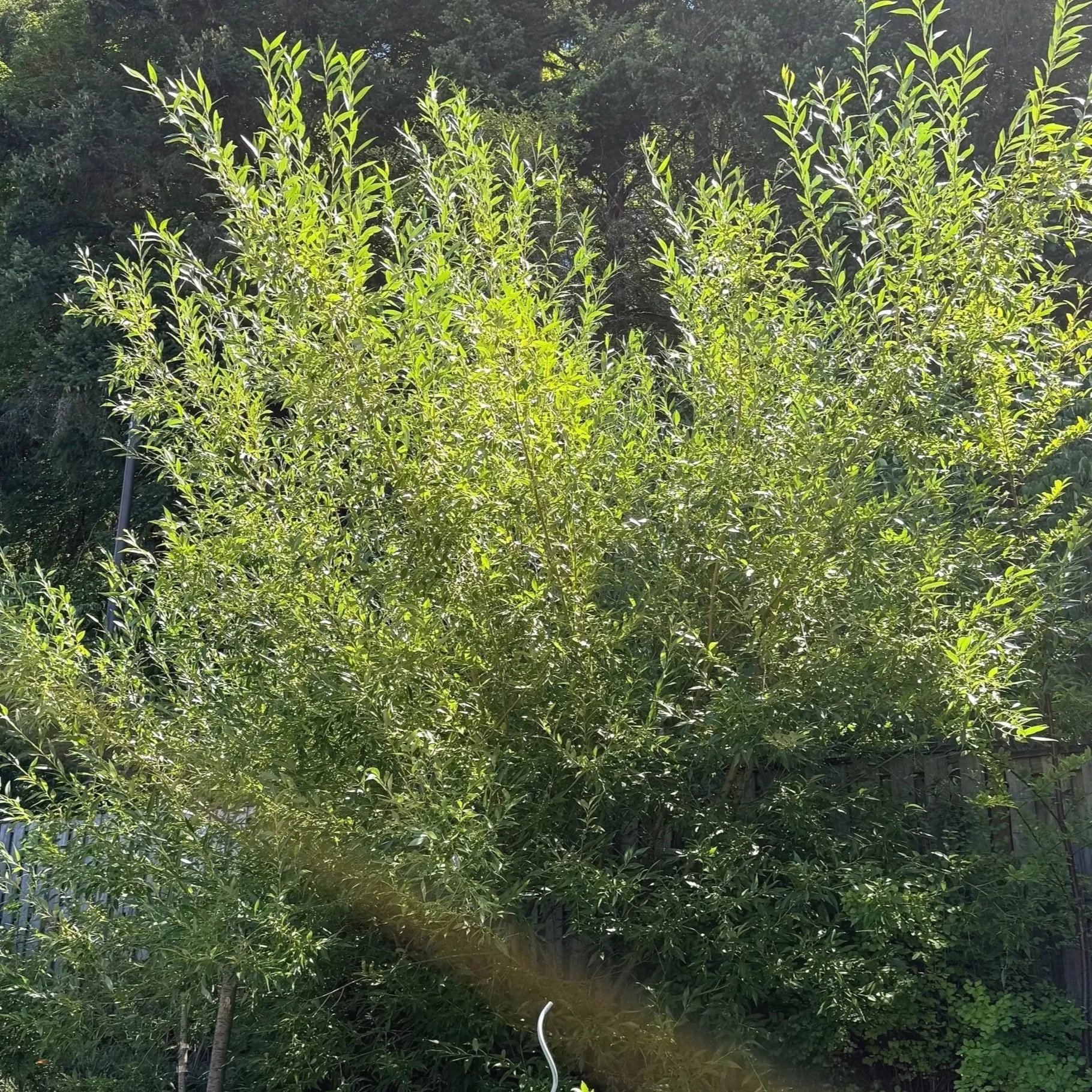Pacific Willow (Salix lasiandra) 