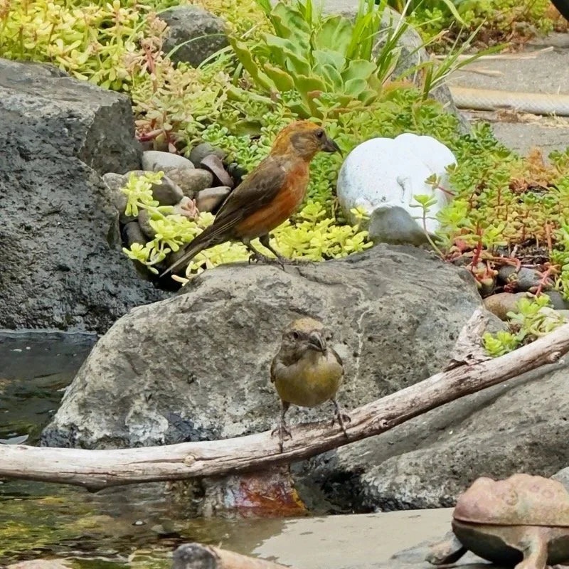 Red Crossbill [VR]