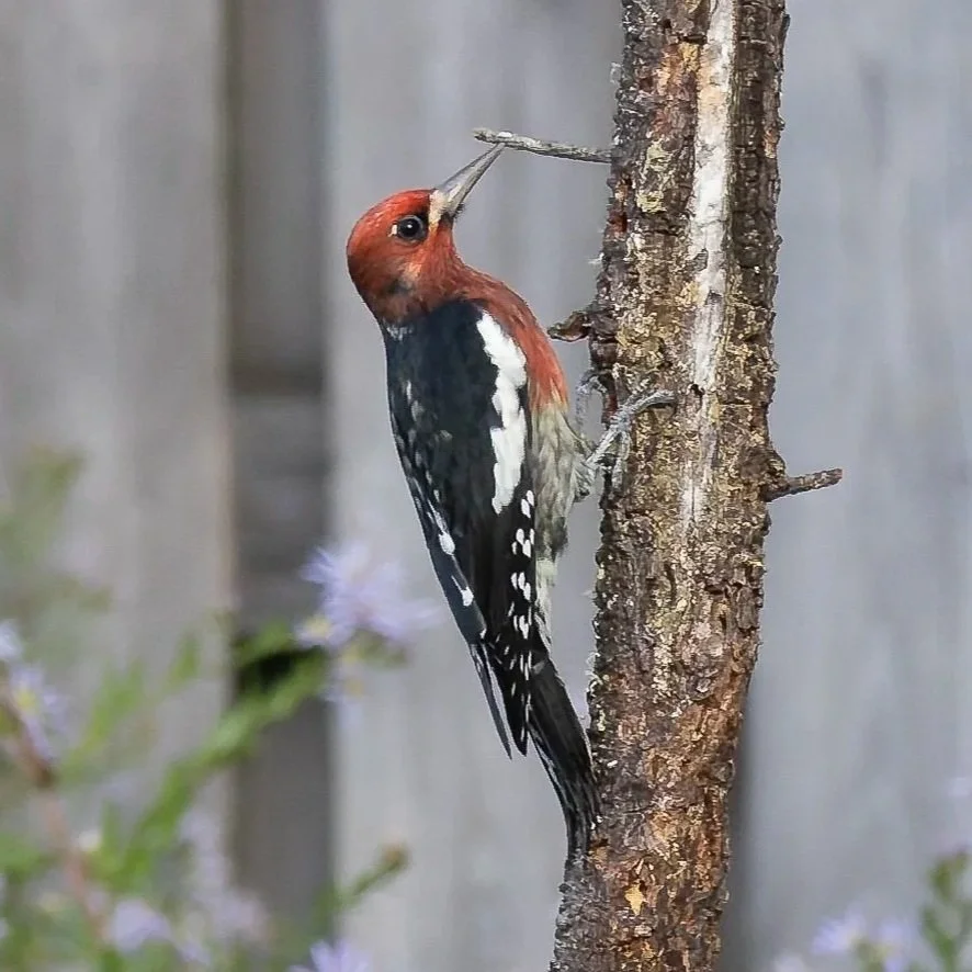 Red-breasted Sapsucker [VR]