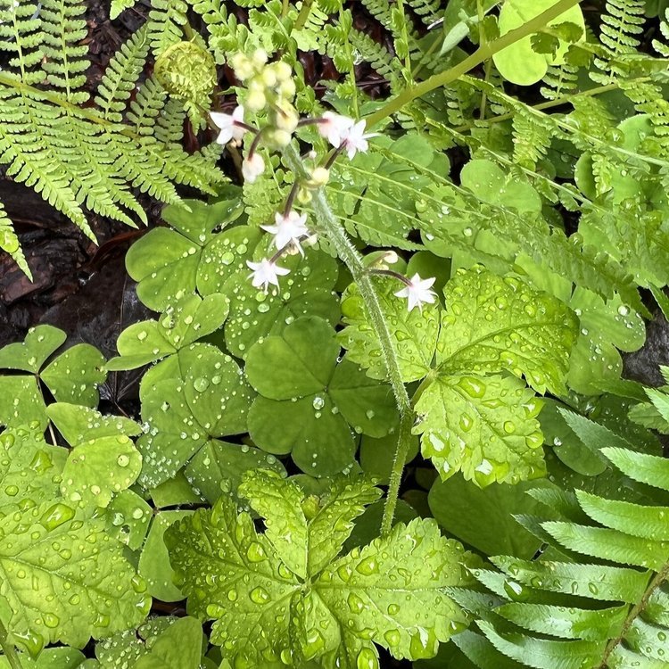 Threeleaf Foamflower (Tiarella trifoliata)
