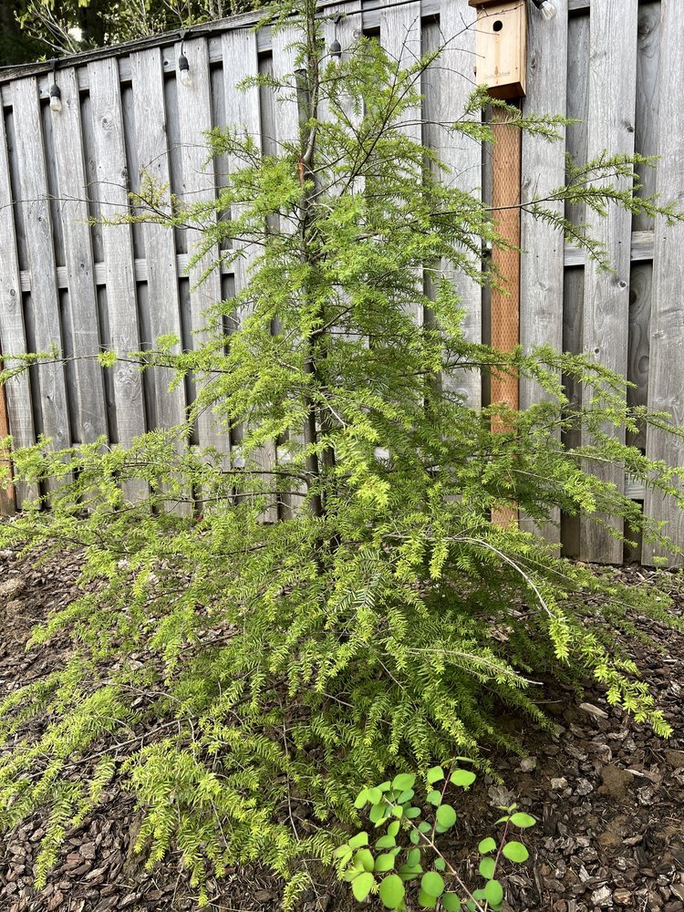 Western Hemlock (Tsuga heterophylla)