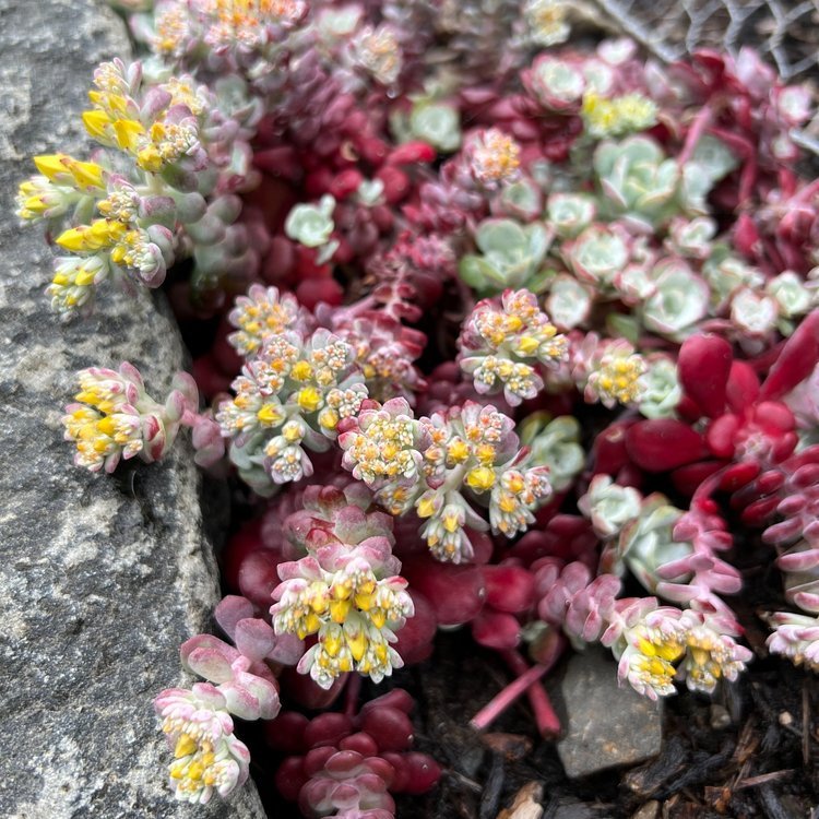 Broadleaf Stonecrop (Sedum spathulifolium)