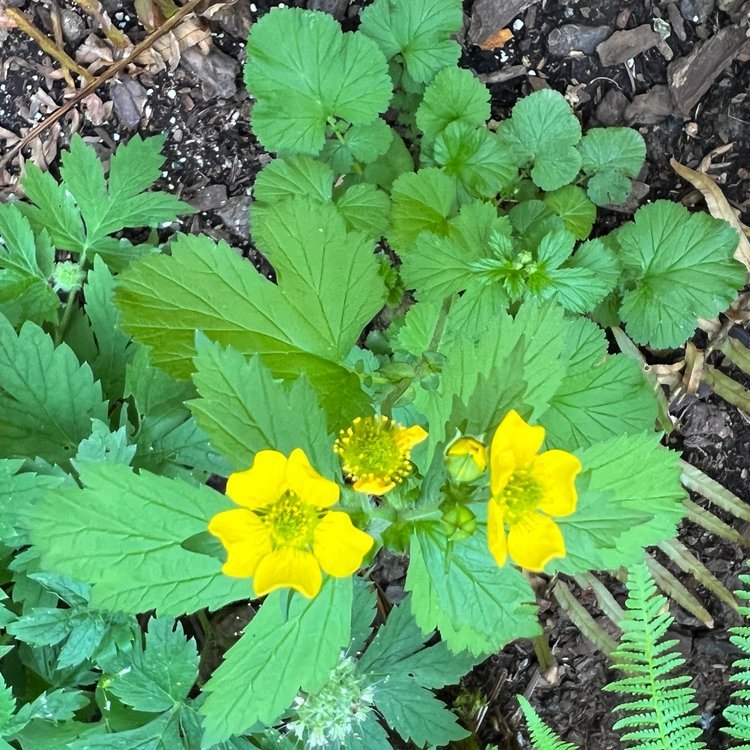 Oregon Avens (Geum macrophyllum)
