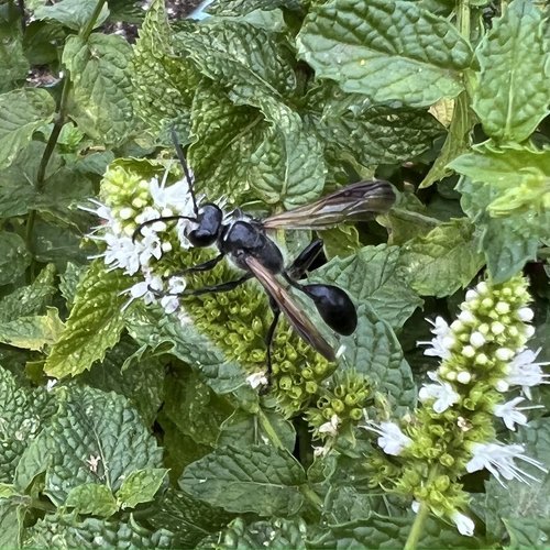 Mexican Grass-carrying Wasp (peaceful)